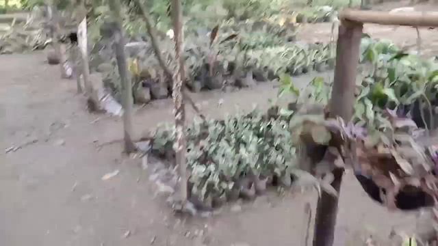 magpaparami para makabinta tayu ng halaman | mgaka bai смотреть онлайн