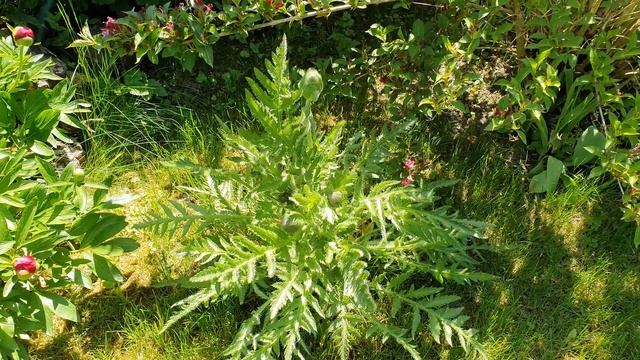 Мак восточный. Дачный участок. English Country Garden - Aaron Kenny. 4K 3840x2160 видео с музыкой смотреть онлайн