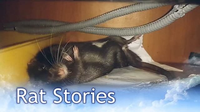 Милая крыса | Cute rat смотреть онлайн