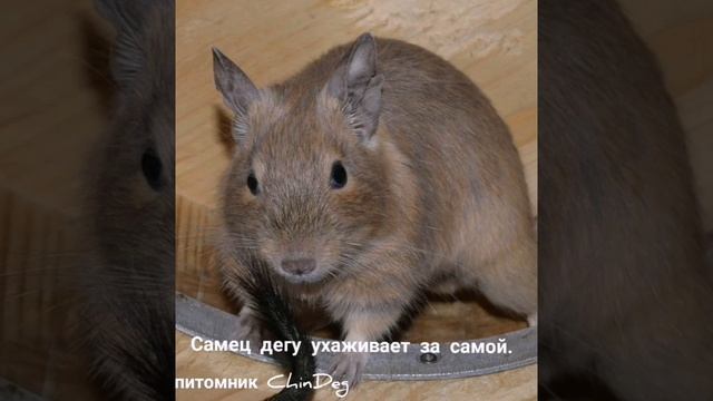 Звуки дегу. часть 3. Самец дегу ухаживает за самкой. смотреть онлайн