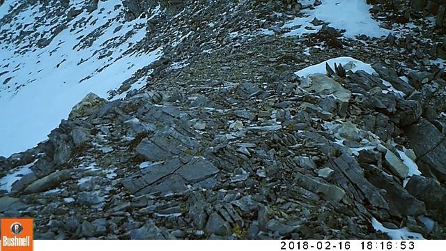 Снежные барсы в горах Бурятии смотреть онлайн