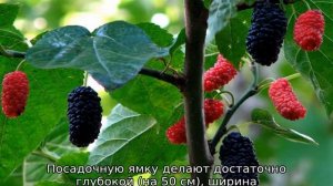 Шелковица в Подмосковье: выращивание и уход