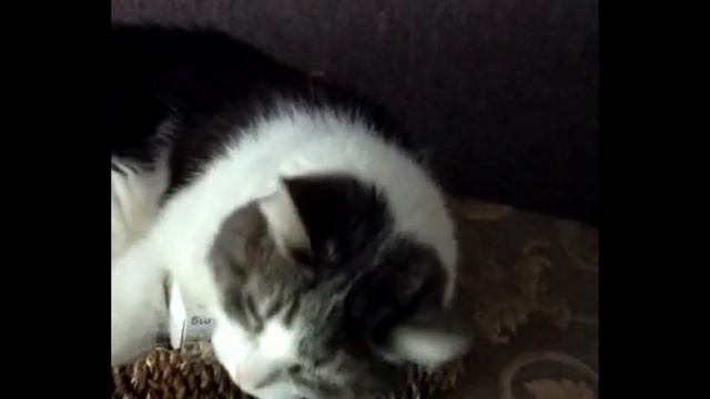 Есть Одна вещь, которую я хотела бы знать. Почему коты так любят спать в корзине. смотреть онлайн