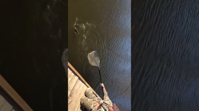 Первая пойманная форель Парус Север 3-й заброс