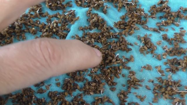 ? Не взошла морковь, что делать — аварийная посадка моркови и свеклы по технологии Гордеевых смотреть онлайн