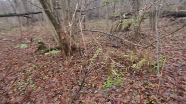 Осенний лес. Здесь многое подсказывает о военном прошлом этого места. смотреть онлайн