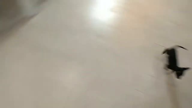 Щенки, собаки, йор, бивер, Той-терьер, питомник Снежное Королевство смотреть онлайн