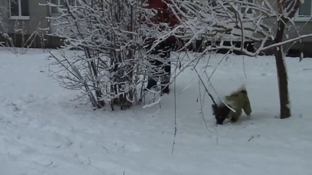 Зуля на прогулке смотреть онлайн