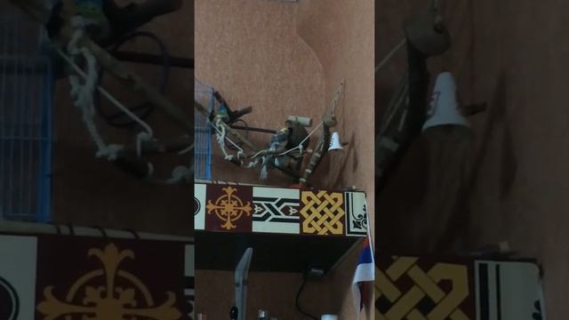 Попугай корелла кушает из кокоса