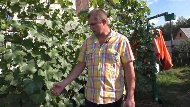 Виноград . Удаление нижних листьев. смотреть онлайн
