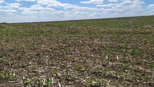 Вирощування кукурудзи за технологією ноутіль #2 смотреть онлайн