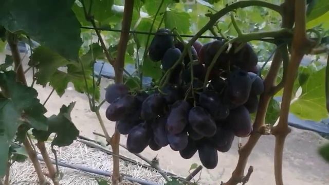 Виноград АЛВИКА - урожай 2021 г. смотреть онлайн