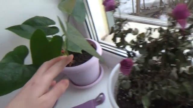 Поели- можно и поспать ➤ Желе из компота смотреть онлайн