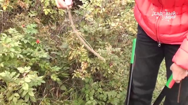 Витамины из сада Обрезка шиповника. Сайт "Садовый мир" смотреть онлайн