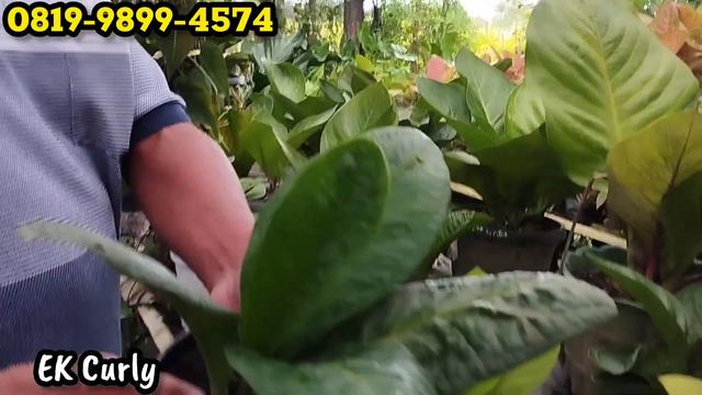 PROMO MENJELANG PEMILU,,,KELUARIN YANG JUMBO-JUMBO UNTUK ANTHURIUM JEMANI,,,