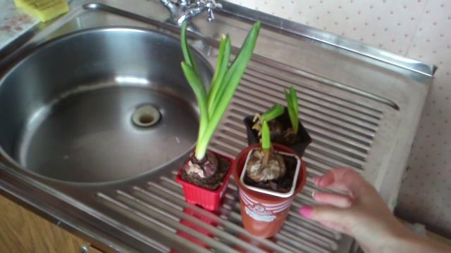 Гиацинт после цветения. Оставлять ли в доме на следующий год. Часть 2 смотреть онлайн