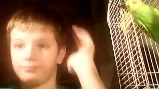 Лайфхаки для попугаев смотреть онлайн