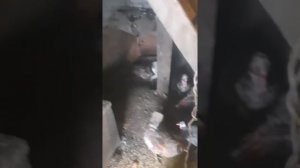 порода гусей линда и ее сравнение с крупным серым