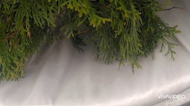 Как утеплить вазоны на зиму❄️? Зимовка растений в вазонах на улице? смотреть онлайн