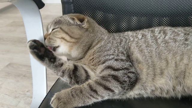 Кошка умывается смотреть онлайн