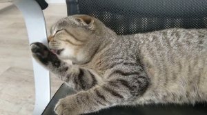 Кошка умывается