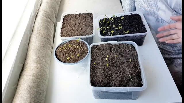 34. Посев редиса на окне. Состав земли для посадки. РЕЦЕПТЫ ГЕРМАНИЯ смотреть онлайн