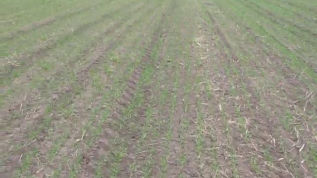 Пшеница Эра 1 репродукция и жесткие условия смотреть онлайн