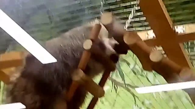 Енотики и многие другие животные!!! смотреть онлайн