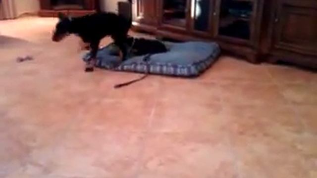 4 month old Doberman puppy plays with 9 month old Miniature Pinscher смотреть онлайн