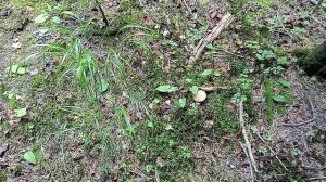 Всякие грибочки 15 июля 2023 года.