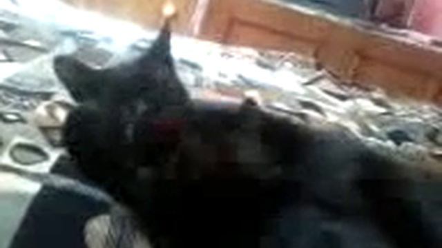 папа кот моет своего сыночка смотреть онлайн