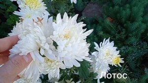 Коллекция ранней зимостойкой корейской хризантемы на весну 2025 года.