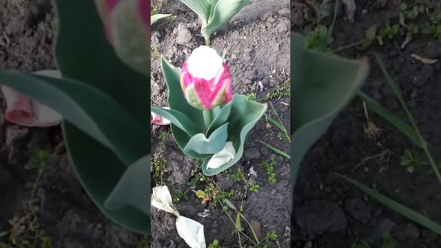 Тюльпаны. Сорт Айс Крим. смотреть онлайн