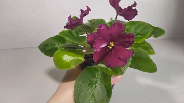 АВ-Сердце Матери (начало цветения). Поздравление мамочек с праздником в их честь)) смотреть онлайн