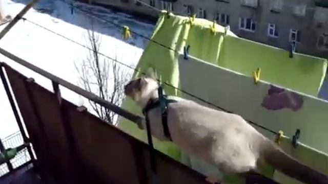 Горячее видео про кошку экстремала смотреть онлайн