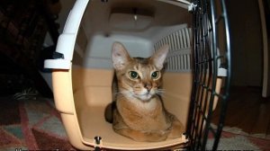 Как перевезти кошку в самолете: размер переноски