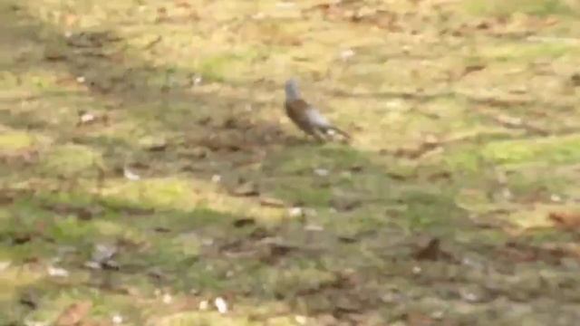 Сиреневый Сад: Пока сирени спят... зацветают крокусы. 7.04.2021 смотреть онлайн