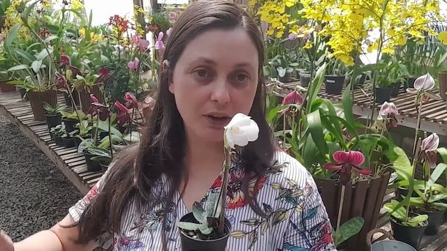 Paphiopedilum niveum, O Sapatinho de Verão - Orqúideas смотреть онлайн