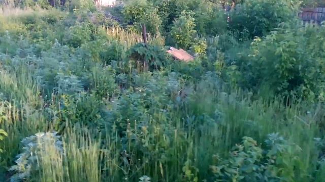 Участок в с Подстепки г Тольятти 16 соток 20х80 метров СНТ Росток 1 1 полоса, тел 89649719624 смотреть онлайн