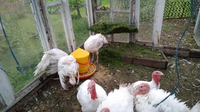 Индюки Хайбрид Конвертер 2.5месяца смотреть онлайн