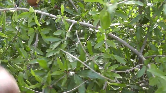 Выращивание гранат в открытом грунте. смотреть онлайн