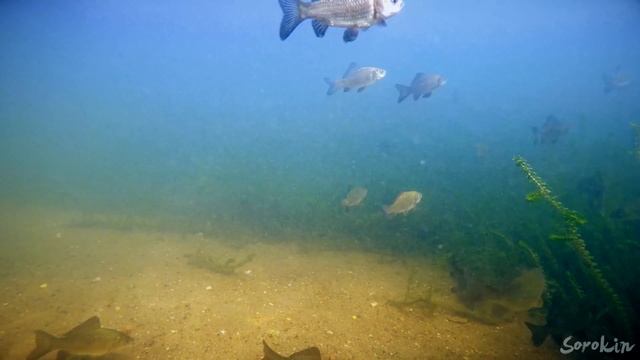 КАРАСЬ НА ПЕРЛОВКУ С ЧЕСНОКОМ СРЕДИ СТАИ ЩУК! смотреть онлайн