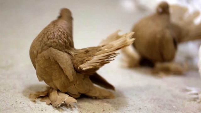 Vytauto Špoko Balandžiai, Kėdainiai, Lietuva СТАТНЫЕ ГОЛУБИ