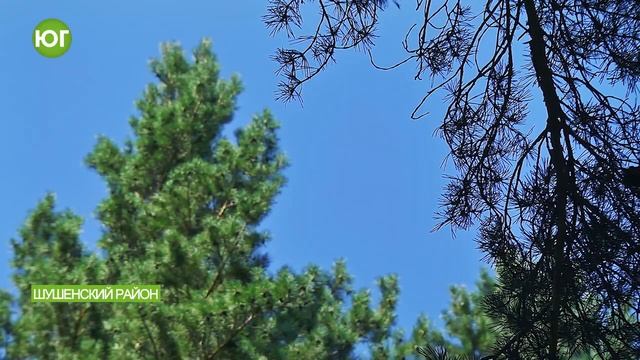 Чтобы совы не улетали смотреть онлайн