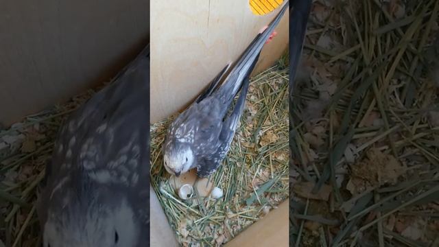 Разведение кореллы дома) смотреть онлайн