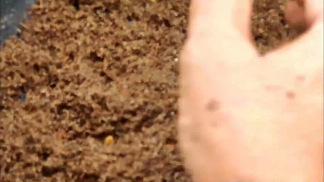 Easiest way to grow Gladiolus, Save Gladiolus Bulbs For Next Season ग्लेडियोलस लगाने का आसान तरीका смотреть онлайн