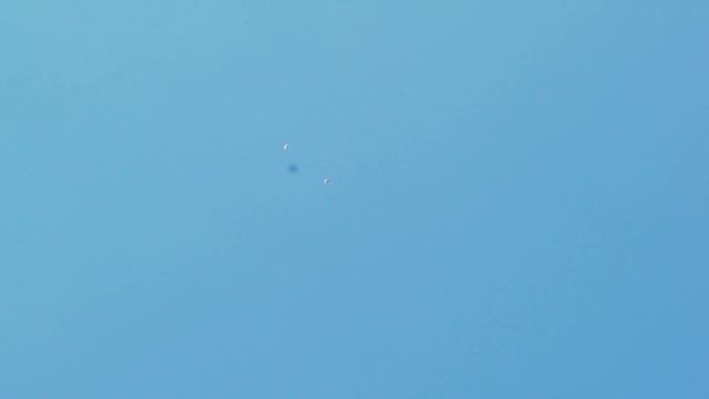 Первый полёт нелинявших молодых: серпасто-выворотные голуби Геннадия Кучмеева. смотреть онлайн