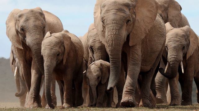 What's The Difference Between Animals And Human Society? смотреть онлайн