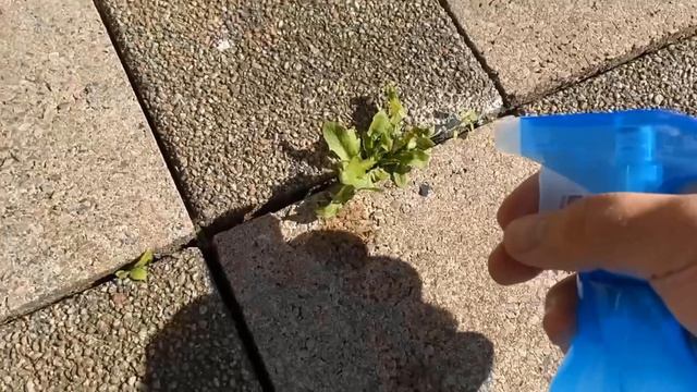 I sprayed the Weeds with THIS and was AMAZED by the Result 💥 (SUPER easy) 🤯 смотреть онлайн