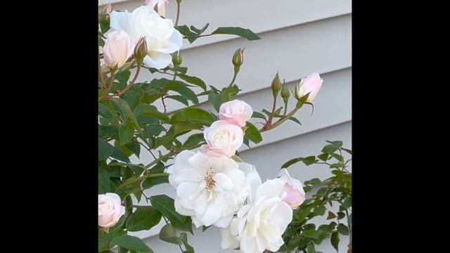 Two-fed Burgundy Iceberg & Iceberg Roses tree - Spring 2022 First flash смотреть онлайн